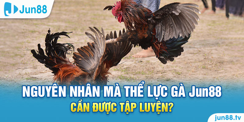 Nguyên nhân mà thể lực gà Jun88 cần được tập luyện?