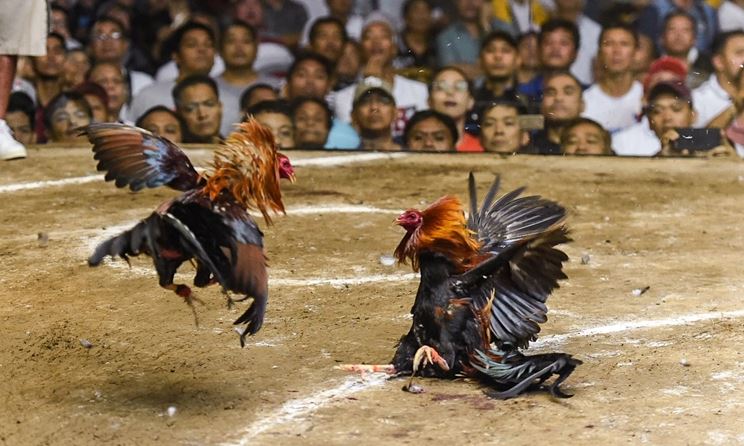 Giải mã đôi nét thông tin về đá gà Thái Lan