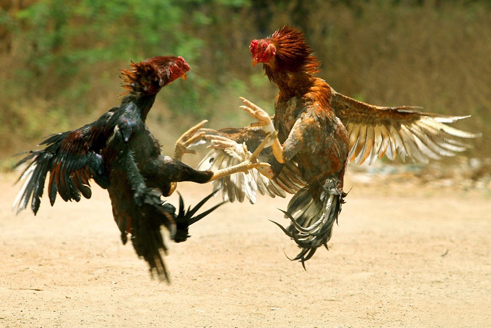 Áp dụng vào nghệ hợp lý cho gà đòn