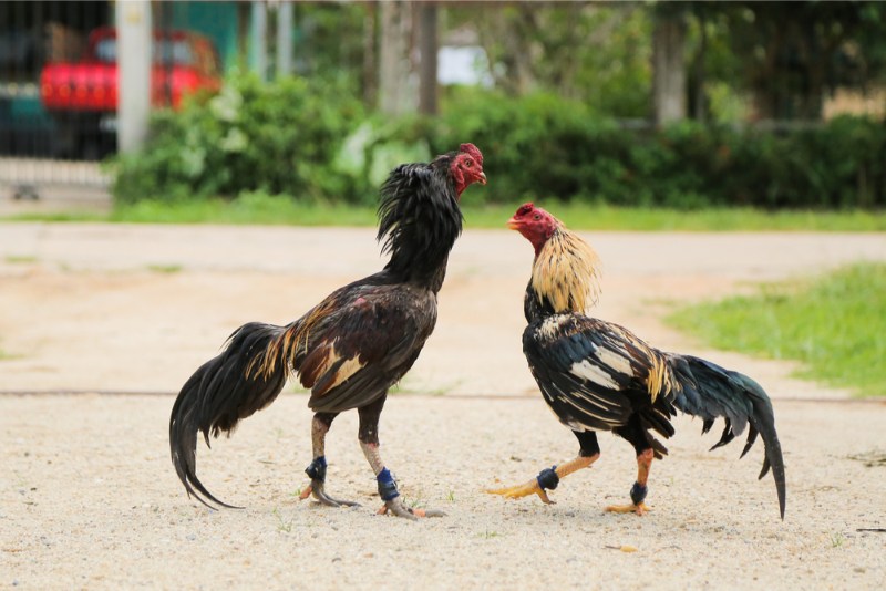 Sư kê chọn màu lông con trống tương sinh với màu mắt con cái